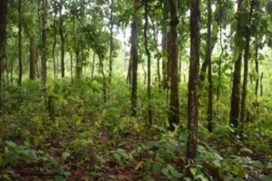 वैज्ञानिक वन व्यवस्थापनको विकल्प तत्काल ल्याउनुपर्छ : वन विज्ञ