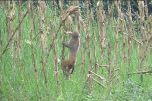 बाली बीमाप्रति किसानको आकर्षण छैन