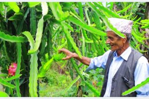 ड्रागन खेतीमा रमाउँदै पूर्व शिक्षक अर्याल