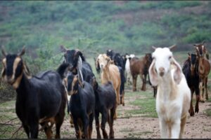 व्यावसायिक बाख्रापालनतर्फ किसानको आकर्षण